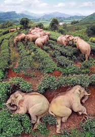 drunk elephants