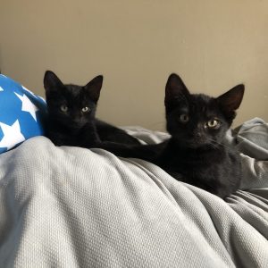 two black kittens lying on a bed