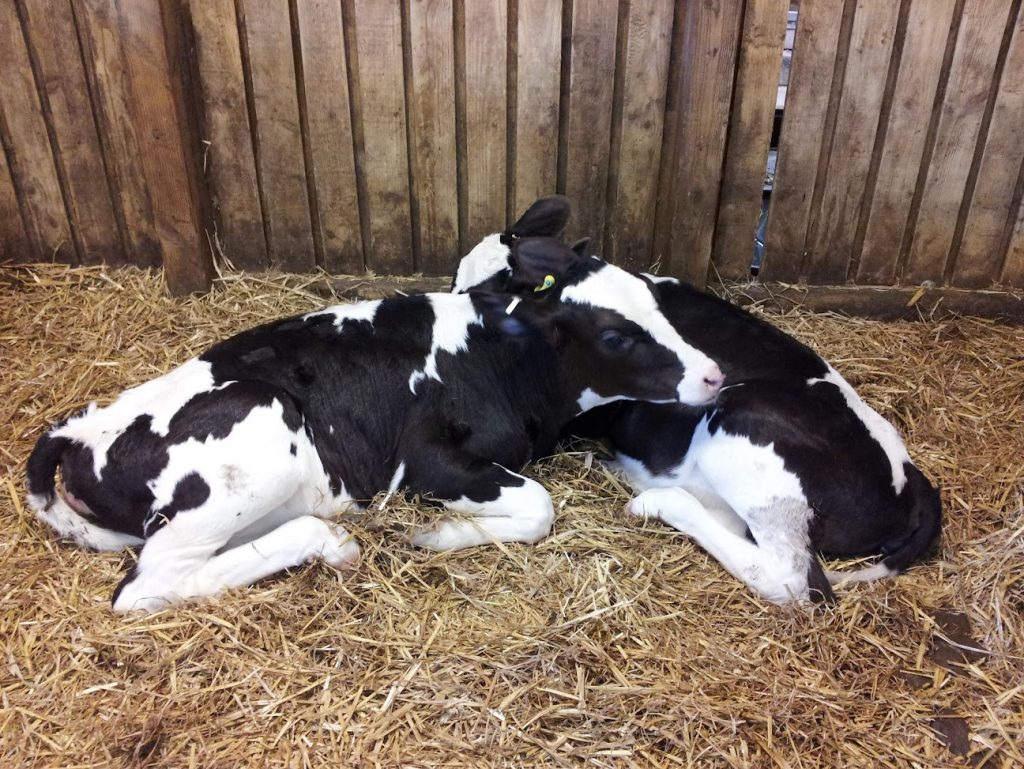 two newborn male calves in a stall, separated from their mother and visible upset